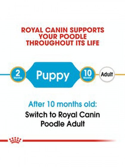 BHN POODLE PUPPY 3K_web3